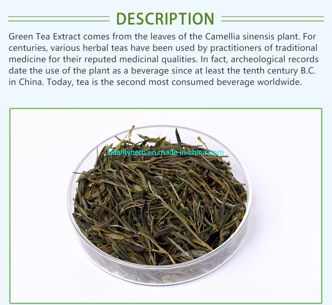100% Natural Food Grade 98% Tea Polyphenols UV EGCG Green Tea Extract Herbal Plant with Free Sample